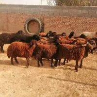 22راس بره ماده افشاری و گله گرد.|حیوانات مزرعه|اسفراین, |دیوار