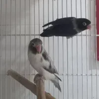 طوطی کوتوله ، عروس هلندی ، گرینچیک|پرنده|بندرعباس, |دیوار