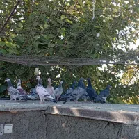 دسته جوجه پلاکی