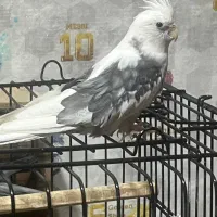 عروس هلندی نر سخنگو