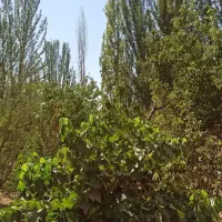 زمین ۵۰۰۰ متر در مرند|فروش خانه و ویلا|کشکسرای, |دیوار