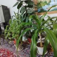 باغ وزمین ویلایی