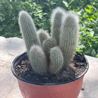 گیاه اپارتمانی (گالری ما)