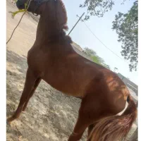 مادیان آبستن