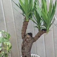 انواع گلهای جوان وخوب