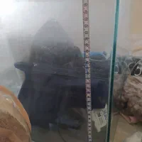 اکواریوم شیشه خم|ماهی|کرج, پیشاهنگی|دیوار