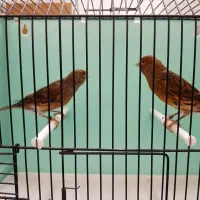 قناری سرخ سوخته