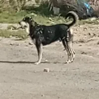 ماده آلابای سرابی توله|سگ|بهارستان, |دیوار