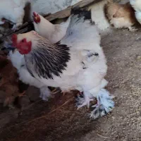 تخم مرغ نطفه دار