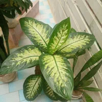 گل طبیعی ،دیفن ،سانسوریا،شلفرا