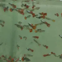 انواع گوپی و مولی / آکواریوم بهروز|ماهی|زنجان, |دیوار