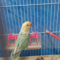 جوجه کوتوله دونخور|پرنده|مهریز, |دیوار