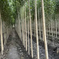 نهالستان پخش عمده و تکی نهال اقتصادی