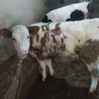 گوساله سیمینتال