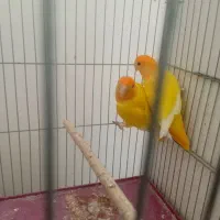 فروش جفت طوطی کوتوله برزیلی کله نارنجی