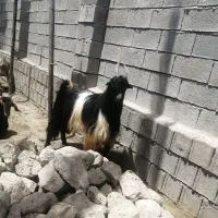 سلام فروش پازن مست بسیار سرحال ی ران