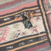 گلیم دست بافت|فرش|مشهد, نظام دوست|دیوار