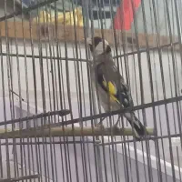 جوجه قناری وسهره