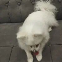 سگ خانگی|سگ|کاشان, راوند|دیوار