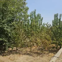 فروش باغ 900 متری اصفهان/خمینی شهر/نجف اباد|فروش زمین و ملک کلنگی|نجف‌آباد, گلدشت|دیوار