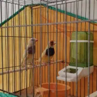 فنچ گلدین