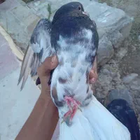 خوشرنگ سیا|پرنده|کوه چنار, |دیوار