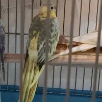 عروس هلندی مولد ماده