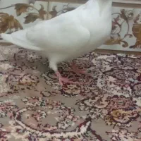 کبوتر تهرانی زوردار