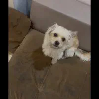 سگ پا کوتاه