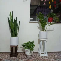 گل وپایه|گل و گیاه طبیعی|نهبندان, |دیوار