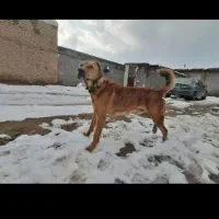 سگ نگهبان|سگ|آبکوه, |دیوار