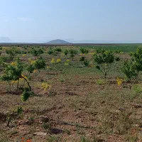 زمین کشاورزی قطره ای به مساحت ده جریب|فروش زمین و ملک کلنگی|چادگان, |دیوار