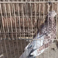 کبوتر|پرنده|قم, آزادگان|دیوار