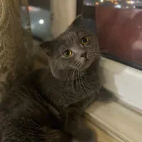 اسکاتیش بریتیش فولد