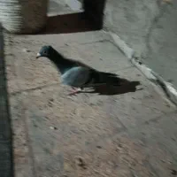 آتم|پرنده|خوی, |دیوار