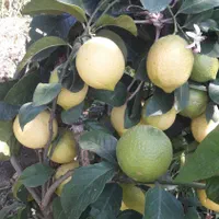 فروش نهال لیمو ترش پیوندی|گل و گیاه طبیعی|ساری, |دیوار