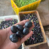 روغن زیتون رودبار و طارم