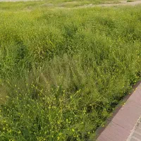 زمین-ملکی