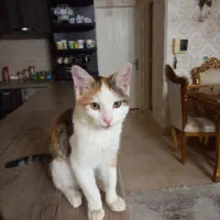 واگذاری گربه