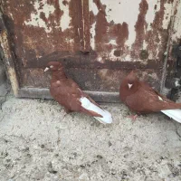 جفت کاغذی دم سفید ودوماده سرخ دم سفید|پرنده|سوسنگرد, |دیوار