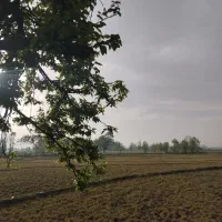 زمین باغی و بیجاری|فروش دفتر صنعتی، کشاورزی، تجاری|خمام, |دیوار