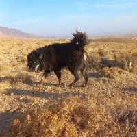 دوتا سگ گله ای|سگ|چادگان, |دیوار