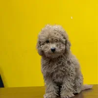 توی پودل رنگ رد و موکایی|سگ|تهران, سعادتآباد|دیوار