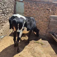 یک راس گاو