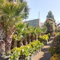 خدمات باغبانی گل کاری سمپاشی تعویض خاک گلدان...