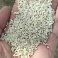 برنج کامفیروزی،و نیم دانه و خرده آشی اعلا،به شرط|خوردنی و آشامیدنی|شیراز, شهرک گلستان|دیوار