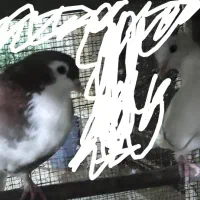 چند عدد کبوتر سرحال|پرنده|کنارک, |دیوار