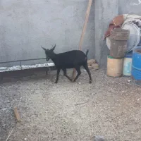 یکعددشیرمو..مورسیاهسانناصلفروشی|حیوانات مزرعه|قائن, |دیوار