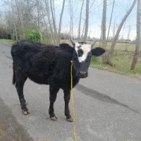 یک راس لیشه گاو