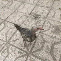 جوجه لاری|حیوانات مزرعه|مشهد, پروین اعتصامی|دیوار